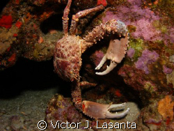 caribbean king crab at two for you dive site in parguera ... by Victor J. Lasanta 
